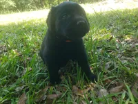 Major Barker, a male Golden Retriever and Labrador Retriever for sale in Clinton, SC – 9 of 9
