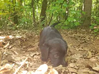 Maisy , a female Golden Retriever and Labrador Retriever for sale in Clinton, SC – 2 of 9