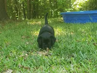 Major Barker, a male Golden Retriever and Labrador Retriever for sale in Clinton, SC – 4 of 9