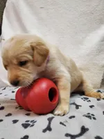 Ladybug, a female Golden Retriever and Labrador Retriever for sale in Clinton, SC – 2 of 7