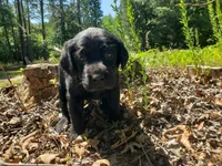 Rosie, a female Golden Retriever and Labrador Retriever for sale in Clinton, SC – 6 of 10