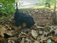 Maisy , a female Golden Retriever and Labrador Retriever for sale in Clinton, SC – 3 of 9