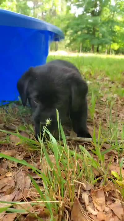 Major , a male Golden Retriever and Labrador Retriever for sale in Clinton, SC – 8 of 9