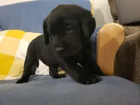 Maisy , a female Golden Retriever and Labrador Retriever for sale in Clinton, SC – 7 of 9