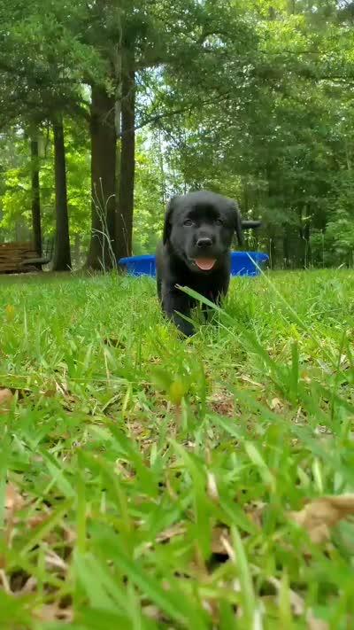 Major , a male Golden Retriever and Labrador Retriever for sale in Clinton, SC – 4 of 9