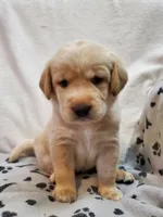Ladybug, a female Golden Retriever and Labrador Retriever for sale in Clinton, SC – 1 of 7