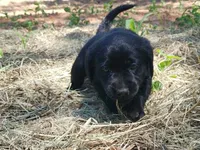 Daisy, a female Golden Retriever and Labrador Retriever for sale in Clinton, SC – 2 of 7