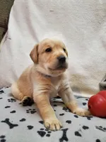 Buster, a male Golden Retriever and Labrador Retriever for sale in Clinton, SC – 6 of 7