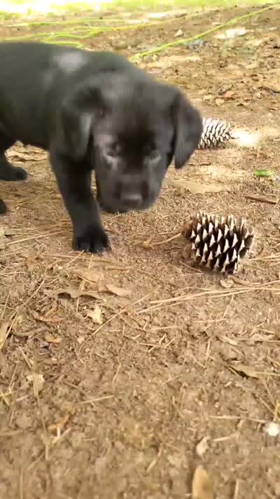 Major , a male Golden Retriever and Labrador Retriever for sale in Clinton, SC – 6 of 9