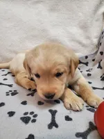 Winnie, a female Golden Retriever and Labrador Retriever for sale in Clinton, SC – 4 of 5