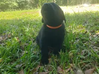 Major Barker, a male Golden Retriever and Labrador Retriever for sale in Clinton, SC – 7 of 9