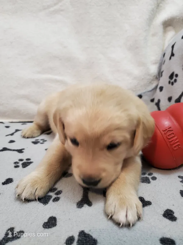 Winnie – Golden Retriever, Labrador Retriever puppy for sale in Clinton, SC