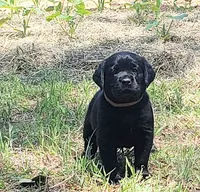 Daisy, a female Golden Retriever and Labrador Retriever for sale in Clinton, SC – 6 of 7