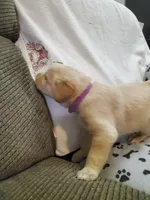Ladybug, a female Golden Retriever and Labrador Retriever for sale in Clinton, SC – 7 of 7