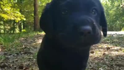 Rosie, a female Golden Retriever and Labrador Retriever for sale in Clinton, SC – 8 of 10