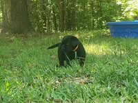 Major Barker, a male Golden Retriever and Labrador Retriever for sale in Clinton, SC – 8 of 9