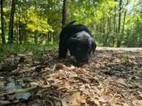 Rosie, a female Golden Retriever and Labrador Retriever for sale in Clinton, SC – 9 of 10
