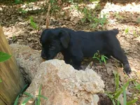 Maisy , a female Golden Retriever and Labrador Retriever for sale in Clinton, SC – 4 of 9