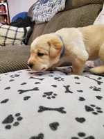 Buster, a male Golden Retriever and Labrador Retriever for sale in Clinton, SC – 4 of 7