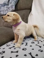 Ladybug, a female Golden Retriever and Labrador Retriever for sale in Clinton, SC – 5 of 7