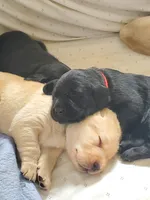 Rosie, a female Golden Retriever and Labrador Retriever for sale in Clinton, SC – 1 of 4