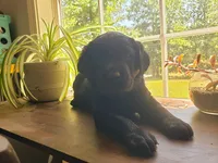 Rosie, a female Golden Retriever and Labrador Retriever for sale in Clinton, SC – 2 of 10