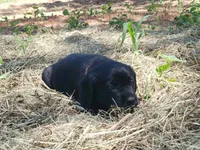 Daisy, a female Golden Retriever and Labrador Retriever for sale in Clinton, SC – 3 of 7