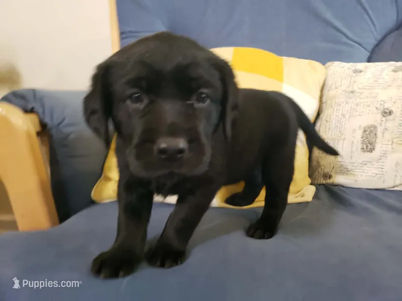Maisy  – Golden Retriever, Labrador Retriever puppy for sale in Clinton, SC