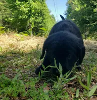 Daisy, a female Golden Retriever and Labrador Retriever for sale in Clinton, SC – 4 of 7