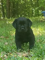 Major Barker, a male Golden Retriever and Labrador Retriever for sale in Clinton, SC – 1 of 9