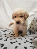 Ladybug, a female Golden Retriever and Labrador Retriever for sale in Clinton, SC – 3 of 7