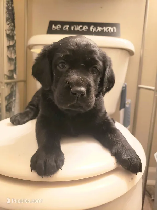 Rosie – Golden Retriever, Labrador Retriever puppy for sale in Clinton, SC