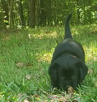 Major Barker, a male Golden Retriever and Labrador Retriever for sale in Clinton, SC – 5 of 9