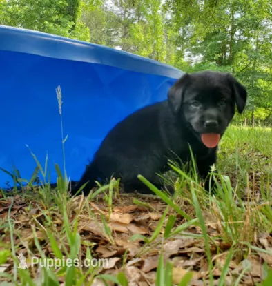 Major  – Golden Retriever, Labrador Retriever puppy for sale in Clinton, SC