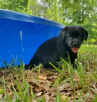 Major , a male Golden Retriever and Labrador Retriever for sale in Clinton, SC – 1 of 9