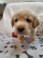 Ladybug, a female Golden Retriever and Labrador Retriever for sale in Clinton, SC – 4 of 7