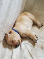 Buster, a male Golden Retriever and Labrador Retriever for sale in Clinton, SC – 2 of 7