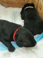 Rosie, a female Golden Retriever and Labrador Retriever for sale in Clinton, SC – 2 of 4