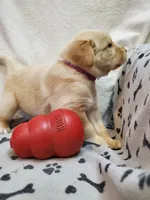 Ladybug, a female Golden Retriever and Labrador Retriever for sale in Clinton, SC – 6 of 7