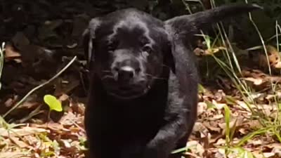 Maisy , a female Golden Retriever and Labrador Retriever for sale in Clinton, SC – 8 of 9