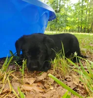 Major , a male Golden Retriever and Labrador Retriever for sale in Clinton, SC – 2 of 9