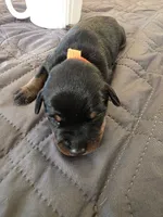 R-Orange, a female Miniature Pinscher for sale in Taneytown, MD – 6 of 7