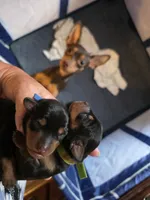 Puppies, a male Miniature Pinscher for sale in Taneytown, MD – 6 of 9