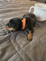 G-Orange, a male Miniature Pinscher for sale in Taneytown, MD – 3 of 4