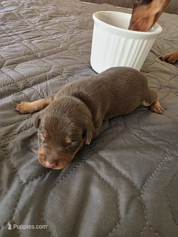 R-White – Miniature Pinscher puppy for sale in Taneytown, MD
