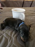 G-dk blue, a male Miniature Pinscher for sale in Taneytown, MD – 2 of 4