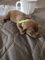 J-green, a male Miniature Pinscher for sale in Taneytown, MD – 5 of 6