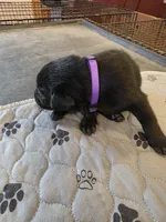L-purple, a female Labrador Retriever for sale in Taneytown, MD – 4 of 5
