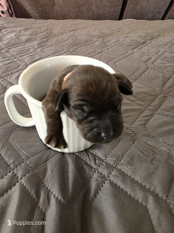 J-pink – Miniature Pinscher puppy for sale in Taneytown, MD