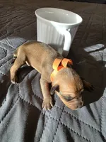 J-Orange , a female Miniature Pinscher for sale in Taneytown, MD – 5 of 6